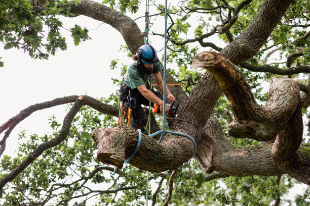 Best Root Management and Removal  in Weedpatch, CA