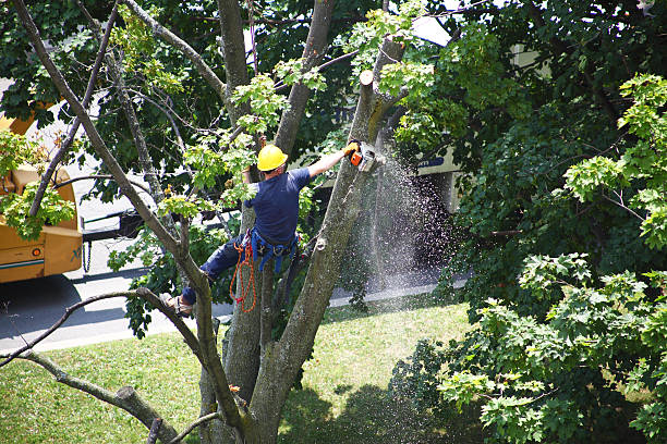 Best Emergency Tree Removal  in Weedpatch, CA