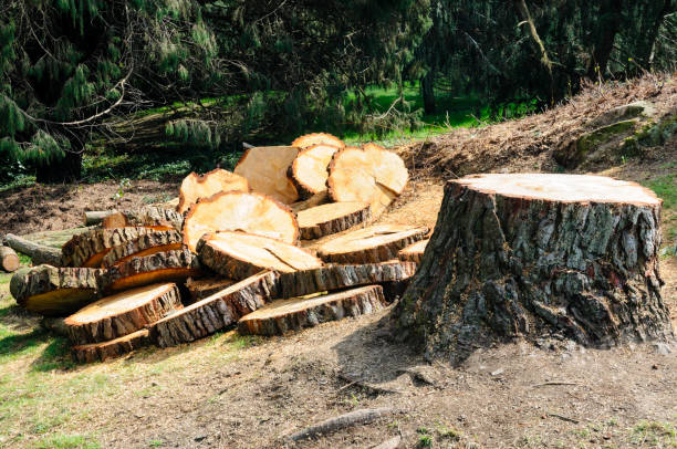 How Our Tree Care Process Works  in  Weedpatch, CA